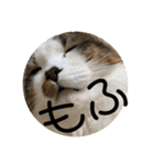 長毛マンチカンぶらん3（個別スタンプ：23）