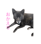 われのいぬ (甲斐犬)（個別スタンプ：1）