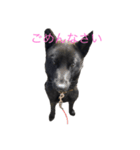 われのいぬ (甲斐犬)（個別スタンプ：2）