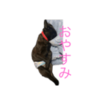 われのいぬ (甲斐犬)（個別スタンプ：3）