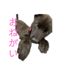 われのいぬ (甲斐犬)（個別スタンプ：4）