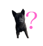 われのいぬ (甲斐犬)（個別スタンプ：7）