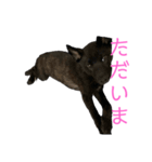 われのいぬ (甲斐犬)（個別スタンプ：8）