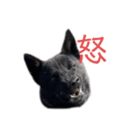 われのいぬ (甲斐犬)（個別スタンプ：9）