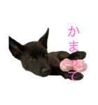 われのいぬ (甲斐犬)（個別スタンプ：10）