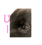 われのいぬ (甲斐犬)（個別スタンプ：11）