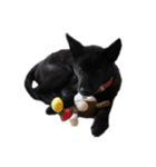 われのいぬ (甲斐犬)（個別スタンプ：13）