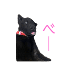 われのいぬ (甲斐犬)（個別スタンプ：15）