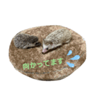 瀧井家ハリタヌスタンプ（個別スタンプ：9）