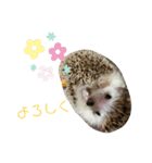 瀧井家ハリタヌスタンプ（個別スタンプ：14）