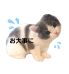 ひなこpart.2（個別スタンプ：11）