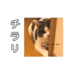 ひなこpart.2（個別スタンプ：14）