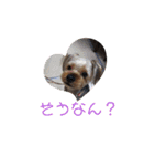 垂れ耳ヨーキー小太郎3（個別スタンプ：8）