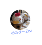 垂れ耳ヨーキー小太郎3（個別スタンプ：12）