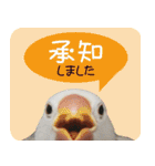 hinanonの文鳥スタンプ2（個別スタンプ：1）