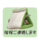 hinanonの文鳥スタンプ2（個別スタンプ：4）