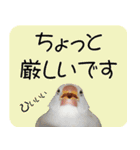 hinanonの文鳥スタンプ2（個別スタンプ：5）