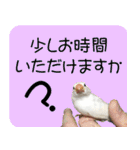 hinanonの文鳥スタンプ2（個別スタンプ：6）