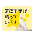 hinanonの文鳥スタンプ2（個別スタンプ：7）