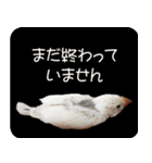 hinanonの文鳥スタンプ2（個別スタンプ：8）