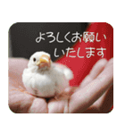 hinanonの文鳥スタンプ2（個別スタンプ：12）