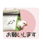hinanonの文鳥スタンプ2（個別スタンプ：13）