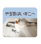 hinanonの文鳥スタンプ2（個別スタンプ：15）