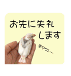 hinanonの文鳥スタンプ2（個別スタンプ：18）