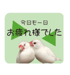 hinanonの文鳥スタンプ2（個別スタンプ：19）