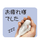 hinanonの文鳥スタンプ2（個別スタンプ：20）