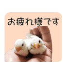 hinanonの文鳥スタンプ2（個別スタンプ：21）