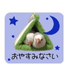 hinanonの文鳥スタンプ2（個別スタンプ：22）