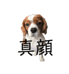 キャバリアのルークVer.1（個別スタンプ：4）