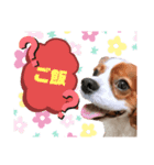 キャバリアのルークVer.1（個別スタンプ：6）