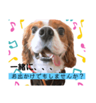 キャバリアのルークVer.1（個別スタンプ：7）