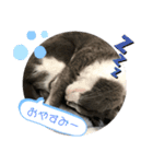 るちる2（個別スタンプ：8）