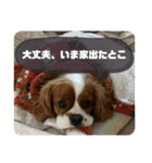 イッヌスタンプ ②（個別スタンプ：5）