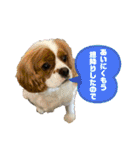 イッヌスタンプ ②（個別スタンプ：13）