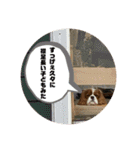 イッヌスタンプ ②（個別スタンプ：16）