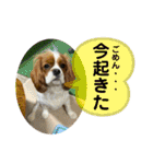 イッヌスタンプ ②（個別スタンプ：19）