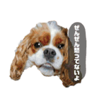 イッヌスタンプ ②（個別スタンプ：20）