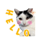 ミスターたまお（個別スタンプ：1）