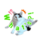 ミスターたまお（個別スタンプ：16）