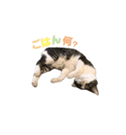 サバ白まかちゃんスタンプ②（個別スタンプ：13）