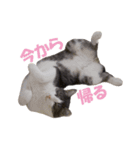 サバ白まかちゃんスタンプ②（個別スタンプ：14）