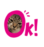 猫時々…犬（個別スタンプ：1）