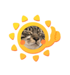 猫時々…犬（個別スタンプ：5）