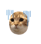 猫時々…犬（個別スタンプ：7）