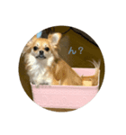 天心スタンプ。（個別スタンプ：1）