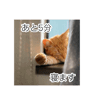トトやんfamily stamp 1（個別スタンプ：2）